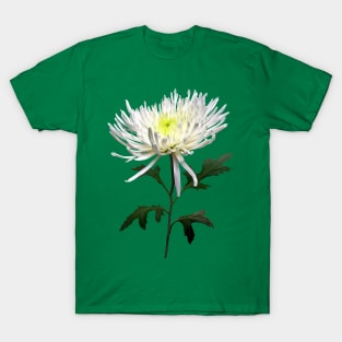 Chrysanthemums - White Spider Mum T-Shirt